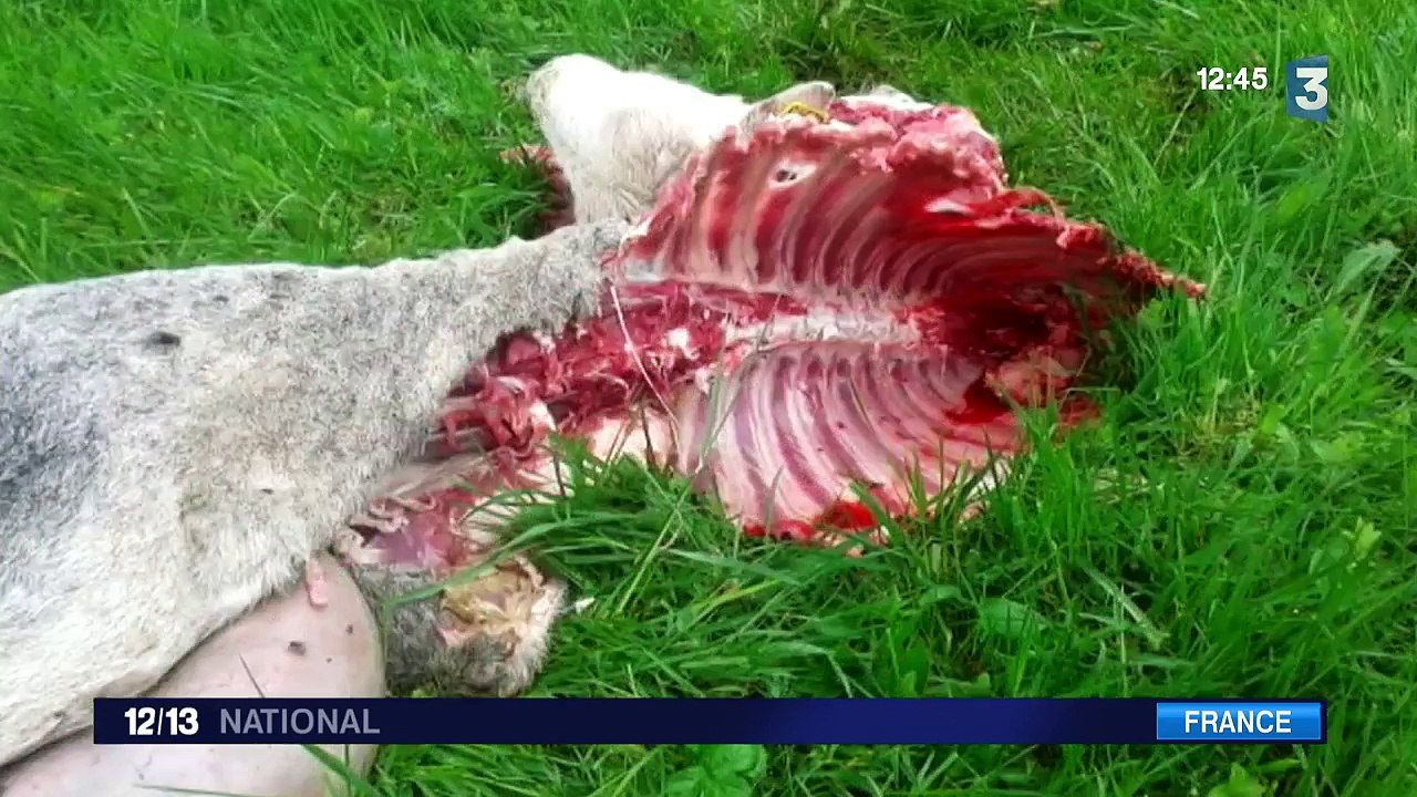 Le retour du loup inquiète les éleveurs de Lozère