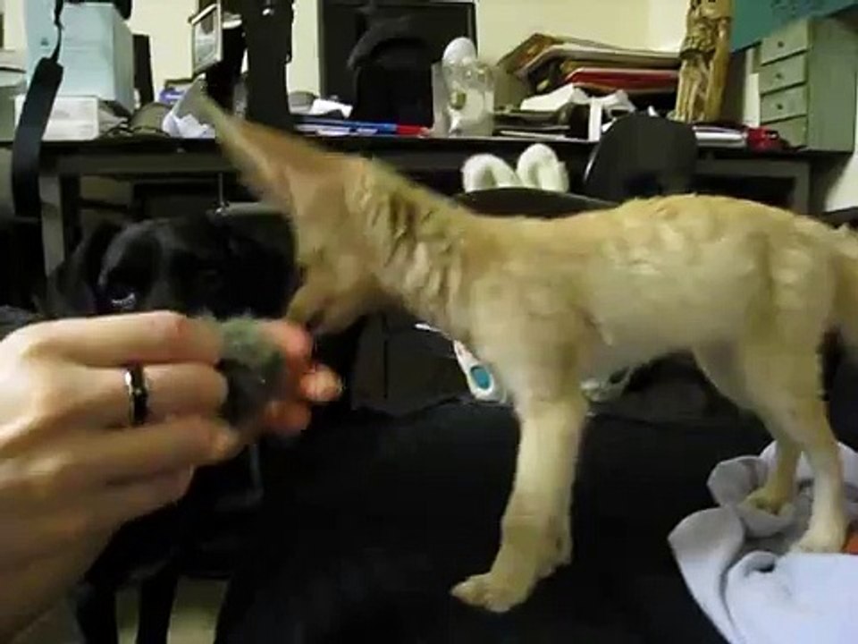 Scout The Fennec Fox Playing with his Toy And Being Silly