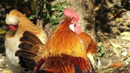 Alte Nutztierrassen Folge 7: Altsteirer und Sulmtaler Huhn, Hühner Rasse  Portrait, Höck Tier Doku