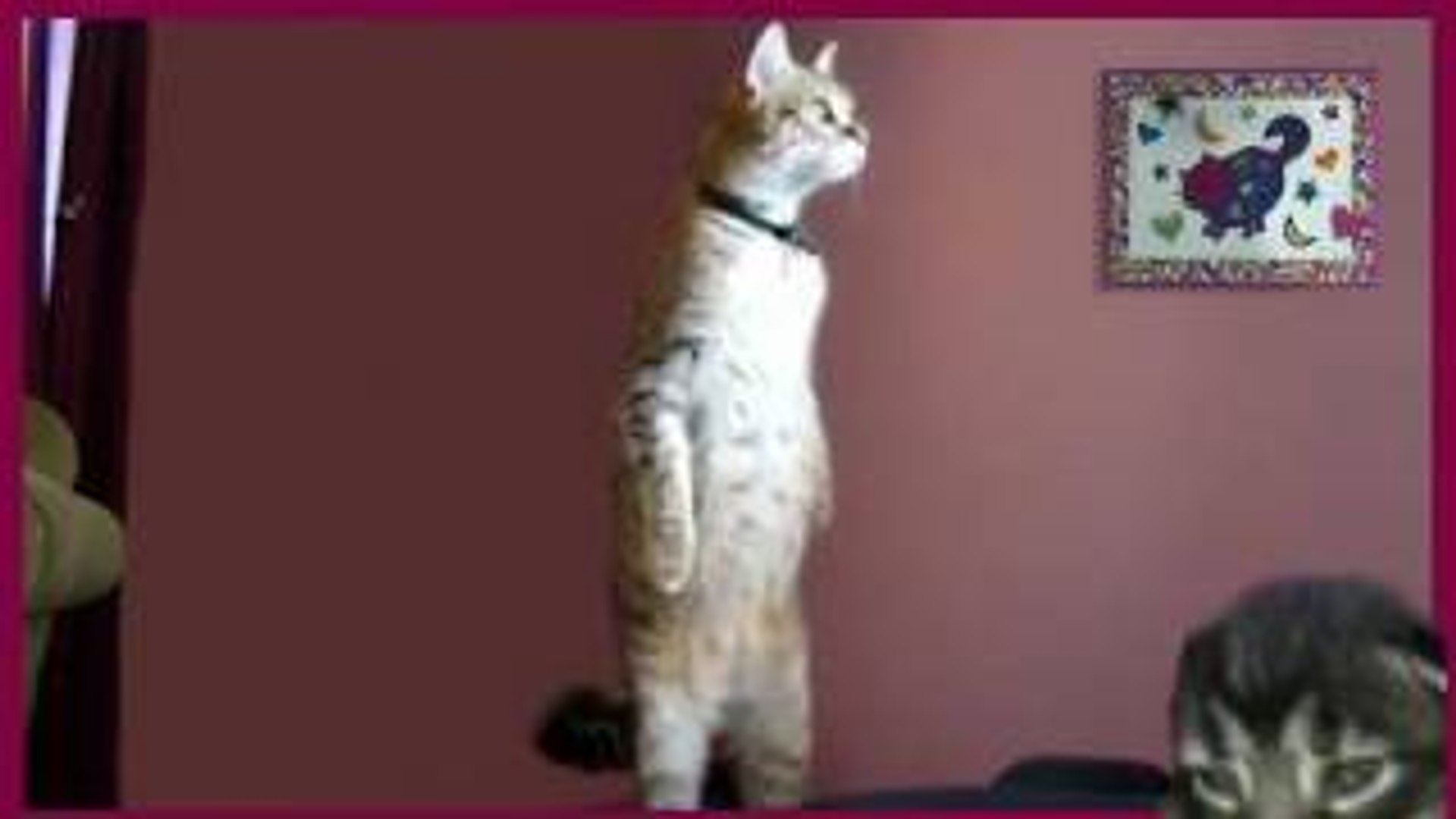 Startled Cats Compilation - Dailymotion Video