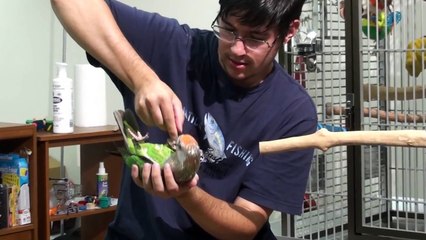 Truman Cape Parrot - Early Taming Exercises