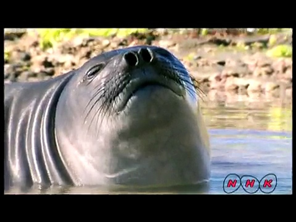 Полуостров Вальдес (UNESCO/NHK)