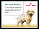 Alimentos para Razas - Royal Canin Nutrición