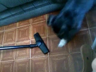 Minha Cachorra Odeia Limpeza,Principalmente O Aspirador De Pó.