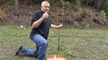 Growing Apple Trees From Seed and Grafting on Root Stock
