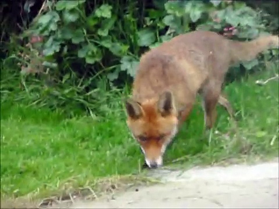 Cat vs fox / an cat i gcoinne an tsionnaigh /Katze gegen Fuchs / Chat contre Renard