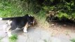 Beagle puppies - litter U eight weeks old