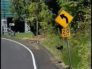 Signs, Signals, and Markings