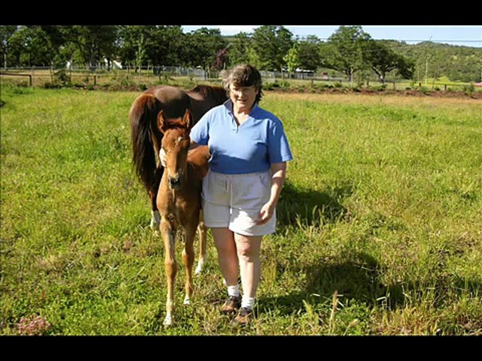 Horse Whisperer 2 - Teaching Baby Horses