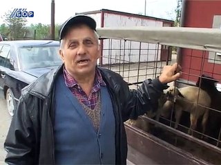 Pripreme za Đurđevdan: Ponuda solidna, kupaca malo, 05. maj 2015. (RTV Bor)