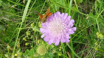 БАБОЧКА СОБИРАЕТ НЕКТАР | Познавательное видео для малышей