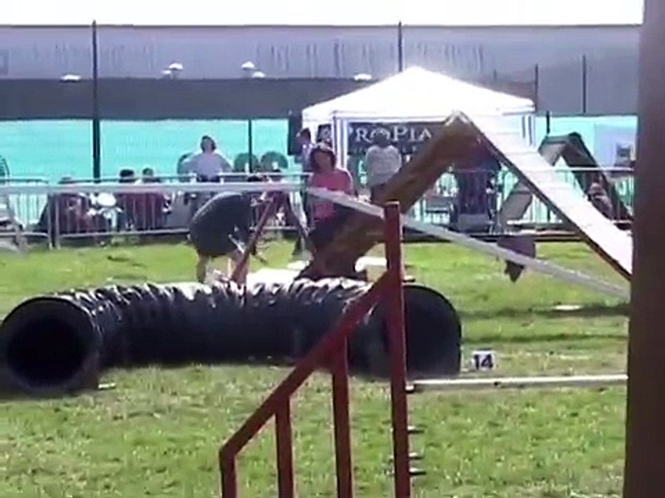 Border collie agility 2005
