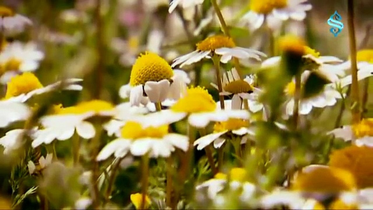 SemerkandTV İlahileri - Ya İlahi...Grup Derman