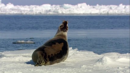 Funnymals: Funny Talking Animals!