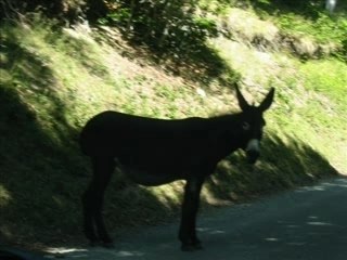 PROMENADE DANS LES PYRENEES