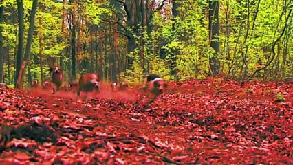 Forst (fragment) / BIEFF 2013