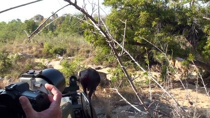 Gruesome Attack - Lions vs Buffalo - Singita Sabi Sands