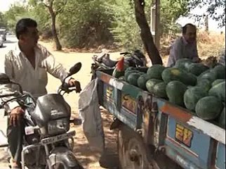 Junagadh Water Melon growing related information
