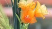 DIY How to Make Nylon Tulips - Nylon flower tutorial  (Stocking flower Tulip)