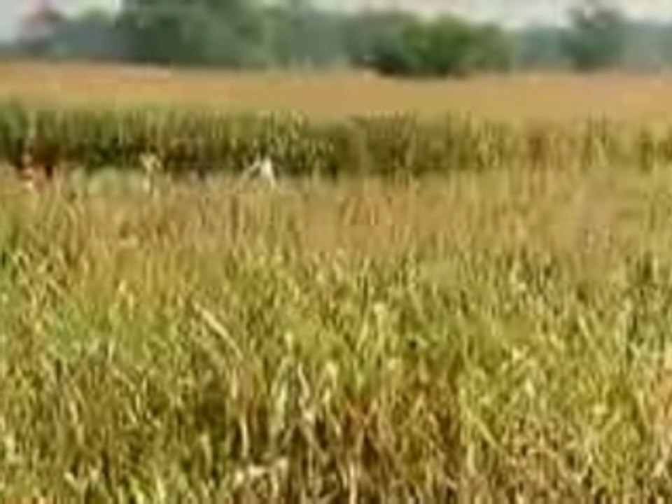 Ayya-Suthi