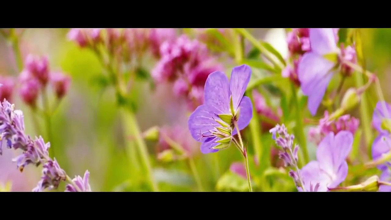 Far from the Madding Crowd - Trailer