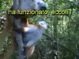 Oggi Lemuri!