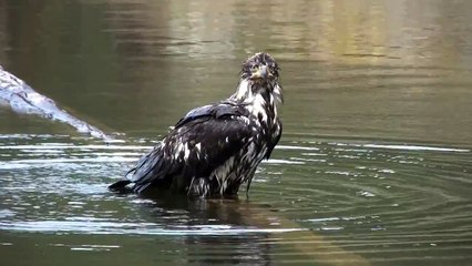 Bald Eagles Bathing.mov