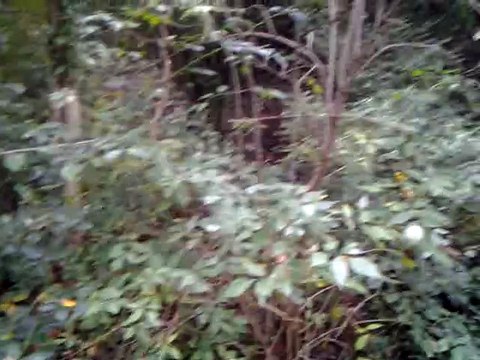 les beagle harriers de la chaume à tous vents en pleine menée