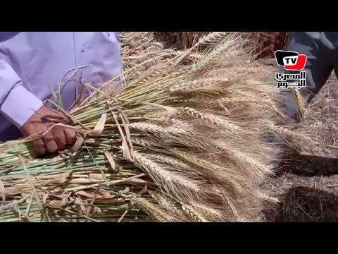 موسم حصاد القمح بالسويس.. والمزارعين:«إنتاج المحصول أفضل من العام الماضي»