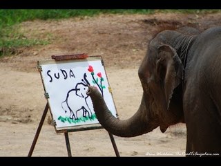 Dünya'nın En Zeki 10 Hayvanı