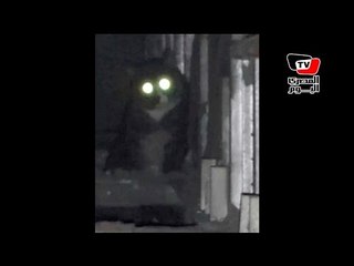 عم عبده مربي الـ٥٠ قطة يروي حكاية عنايته بقطة «محمد نجيب»