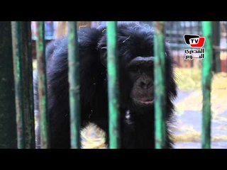 حارس «موزة»: «لما ماتت حسيت إنى خسرت حاجة كبيرة»