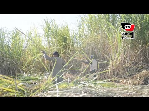 موسم حصاد قصب السكر بالأقصر
