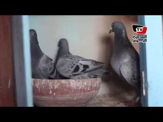 «سباق فى السماء».. أسراب الحمام تتسابق على الوصول للـ«غية»