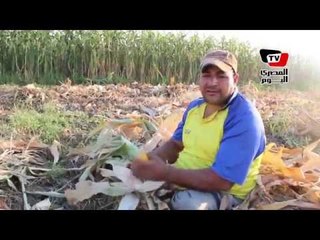 «طلعت» تحدى الإعاقة.. عمل «خفيرا» واحترف أعمال الزراعة: «لازم أشتغل لأن الحياة صعبة»