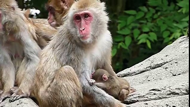 #03 Baby macaques and mom.Chiba Zoo.千葉市動物公園のニホンザル親子。