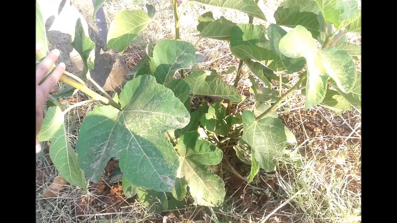 Méthode avancée ; 5 Mois Après le Bouturage d'un Figuier dans les Racines