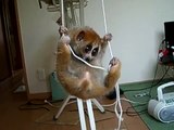 slow　loris