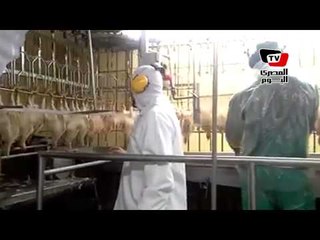 بالفيديو .. مفتي الجمهورية يوفد علماء من دار الإفتاء  للإشراف على طريقة الذبح الشرعي في البرازيل