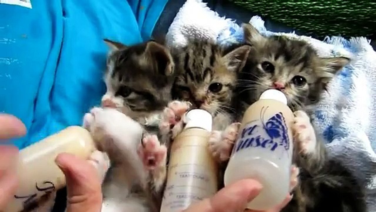 0 3 Chatons avec un biberon