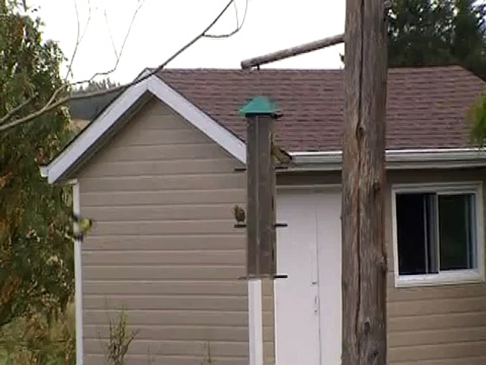 oiseaux qui chante avec paul piché et plumes latraverse