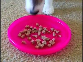 How to Teach your Dog to Catch a Frisbee