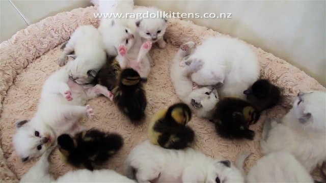 Bébé Chat et Bébé Canard trop mignon trop mimi