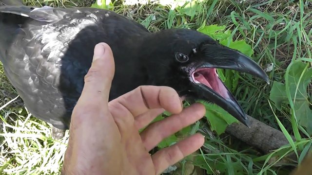 Ручной ворон
