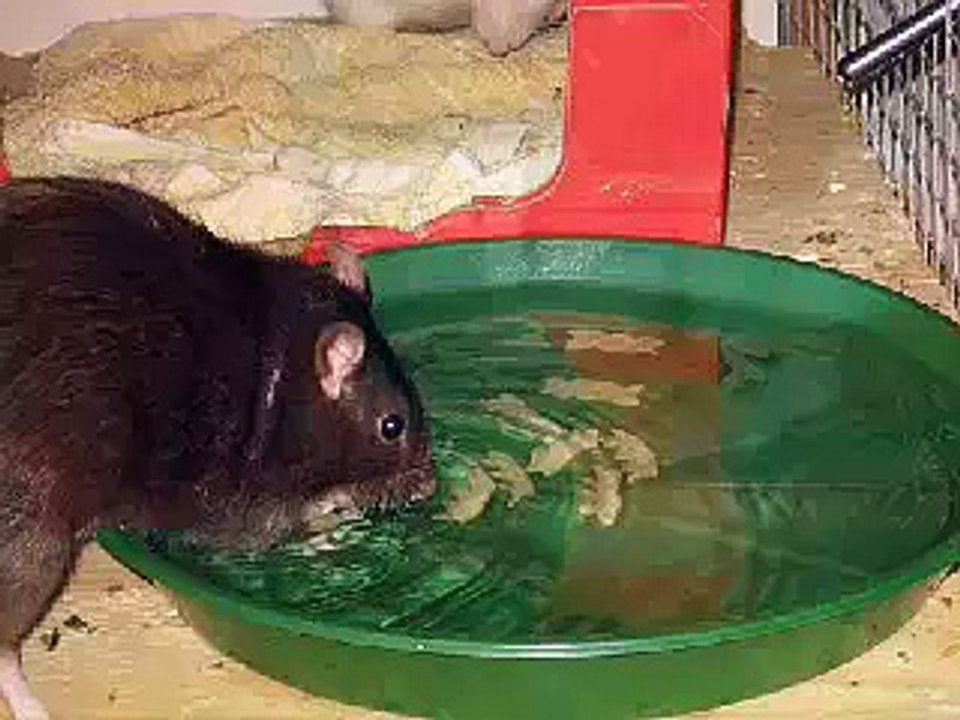 Ratten
