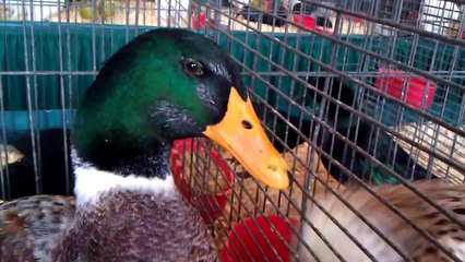 YOU'LL BE AMAZED IF YOU LIKE ANIMALS !