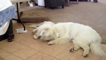 Lucy the Great Pyrenees pup hilarious