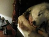 Albert the Big White Dog, Great Pyrenees and Mommy try to take a nap