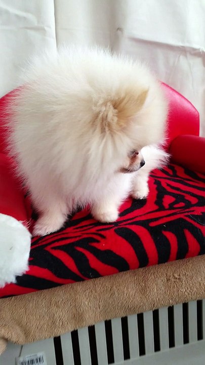 satilik kopek yavrulari pomeranian boo 05333974577
