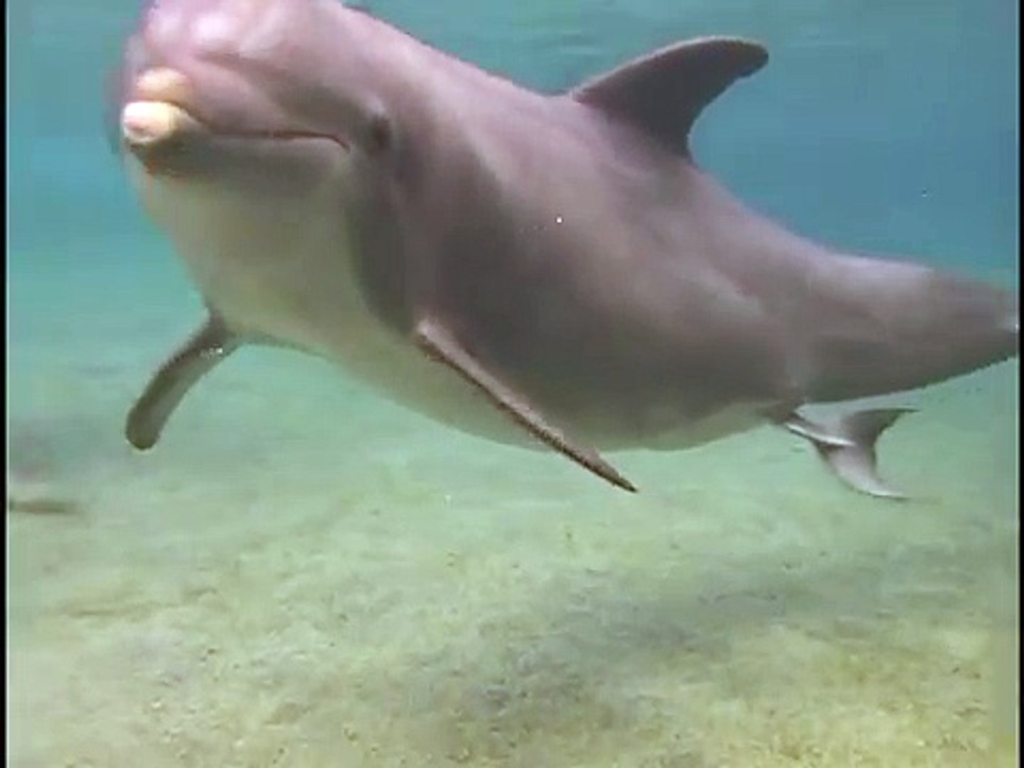 Incredible Dolphin Birth at Dolphin Quest Hawaii